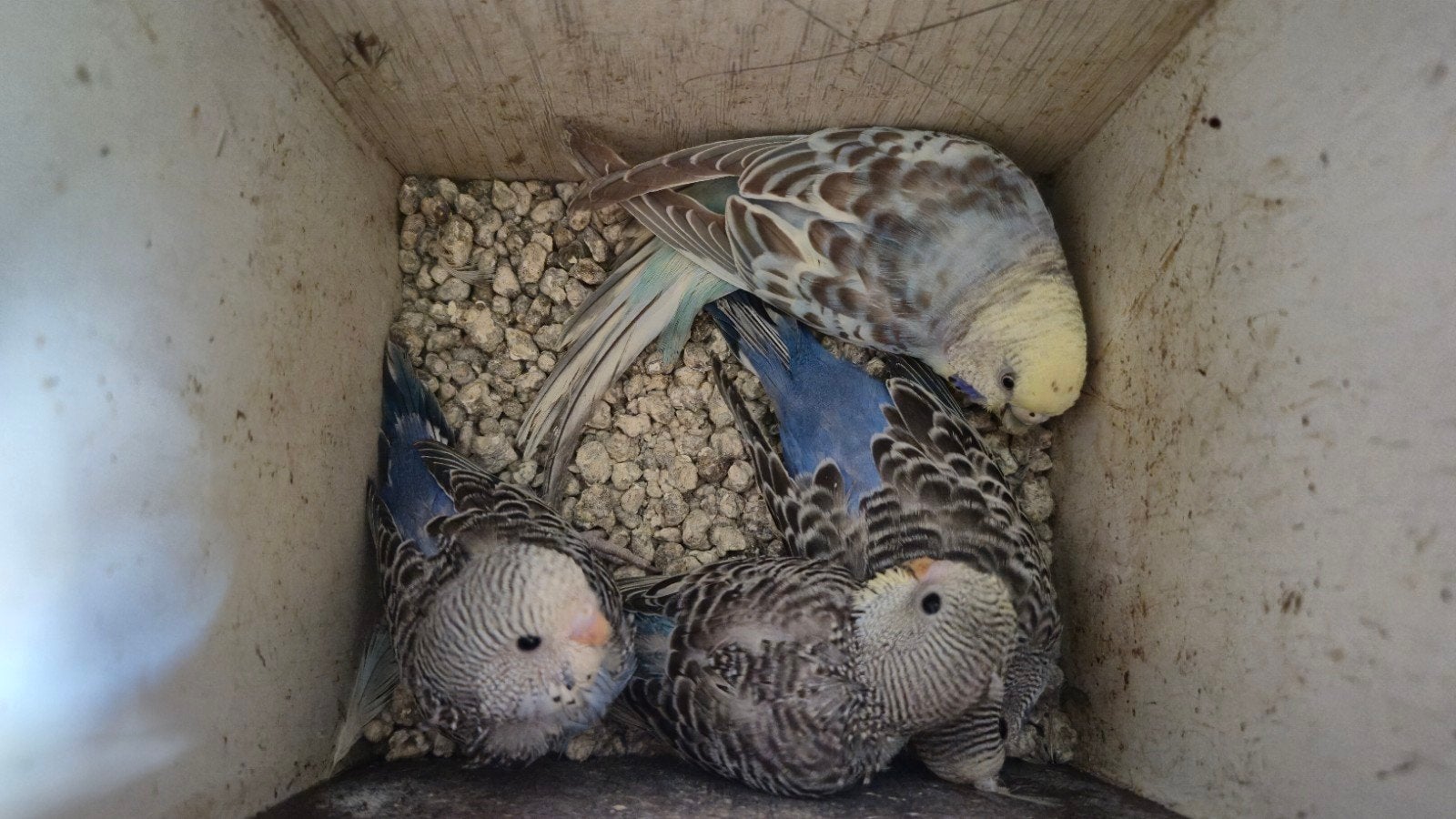 baby parkieten