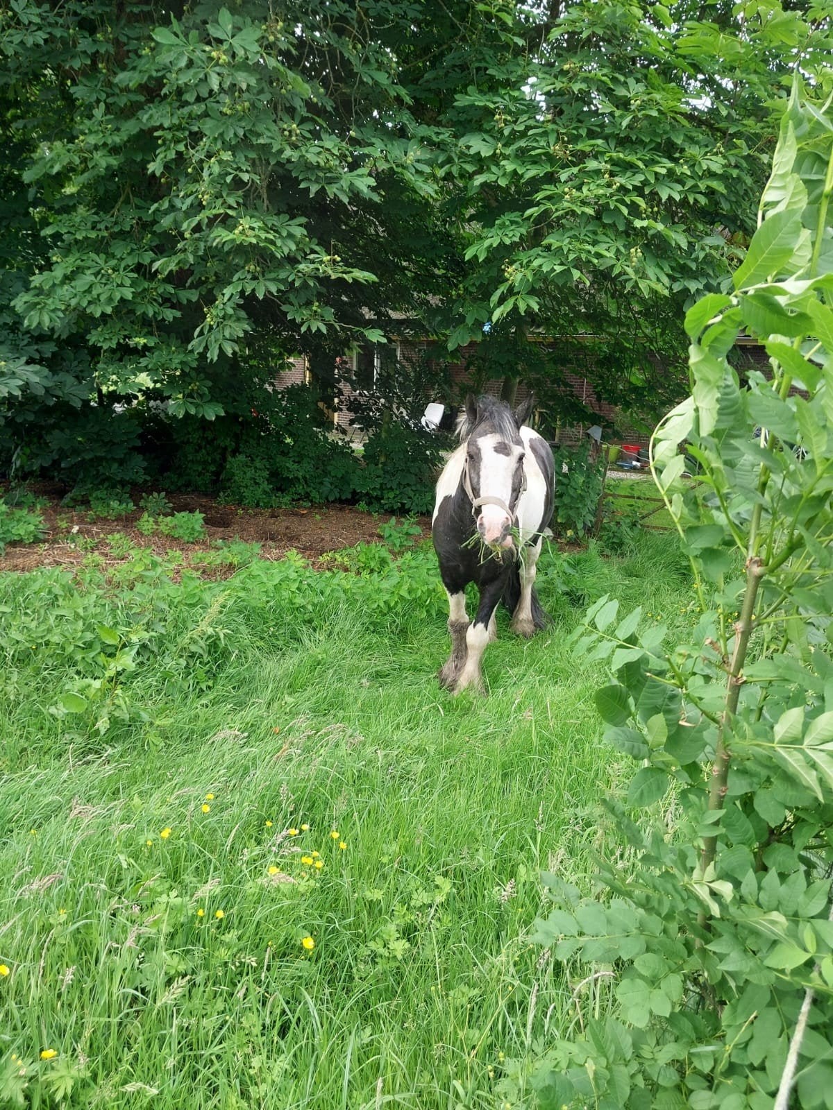 Tinker Gijs te koop, Ruin, Zadelmak, Recreatiepaard, 3 tot 6 jaar