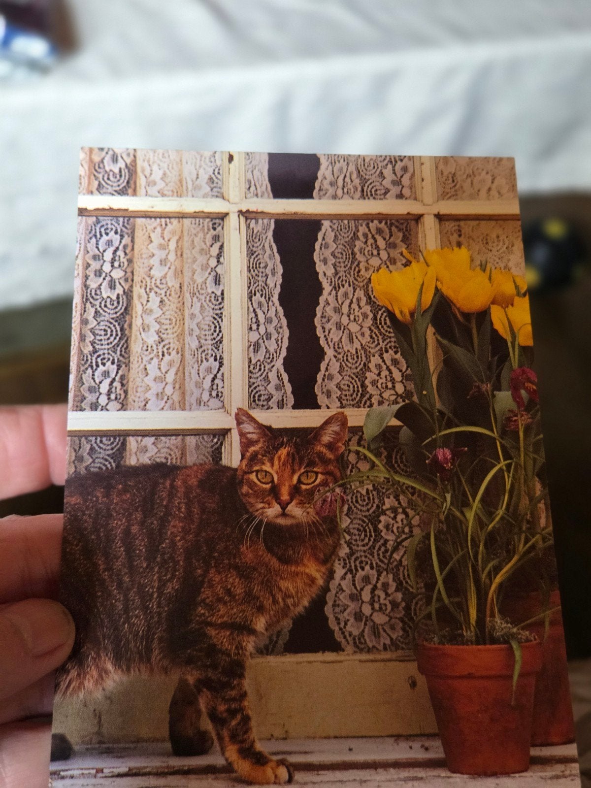 Vintage Ansichtkaart: Kat voor Raam met Gele Tulpen, Ophalen of Verzenden