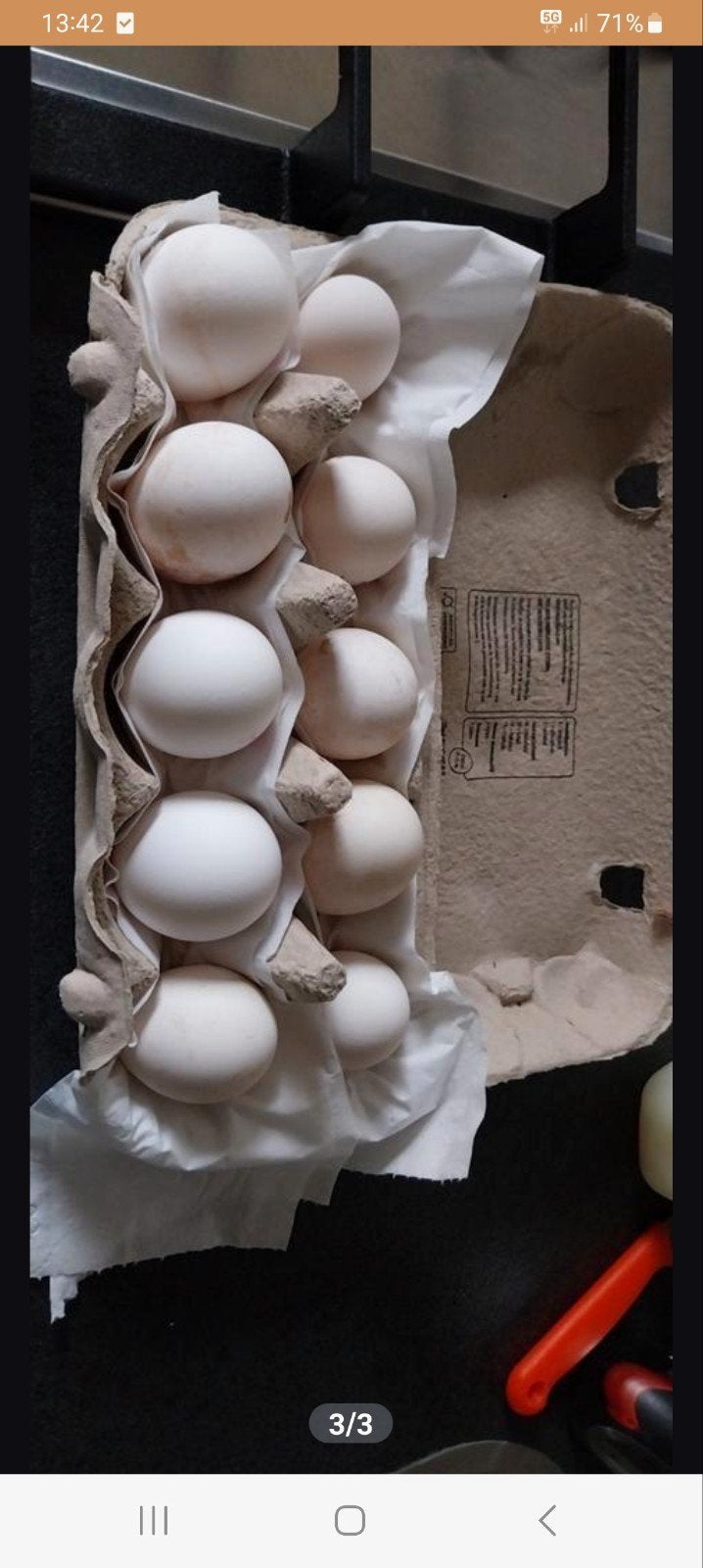 broedeieren van de leghorn, Vrouwelijk, Kip