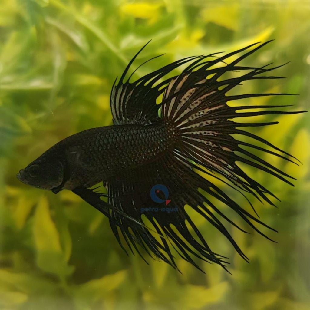 Betta spl. male / crowntail black of wit, Dieren en Toebehoren, Vis, Zoetwatervis