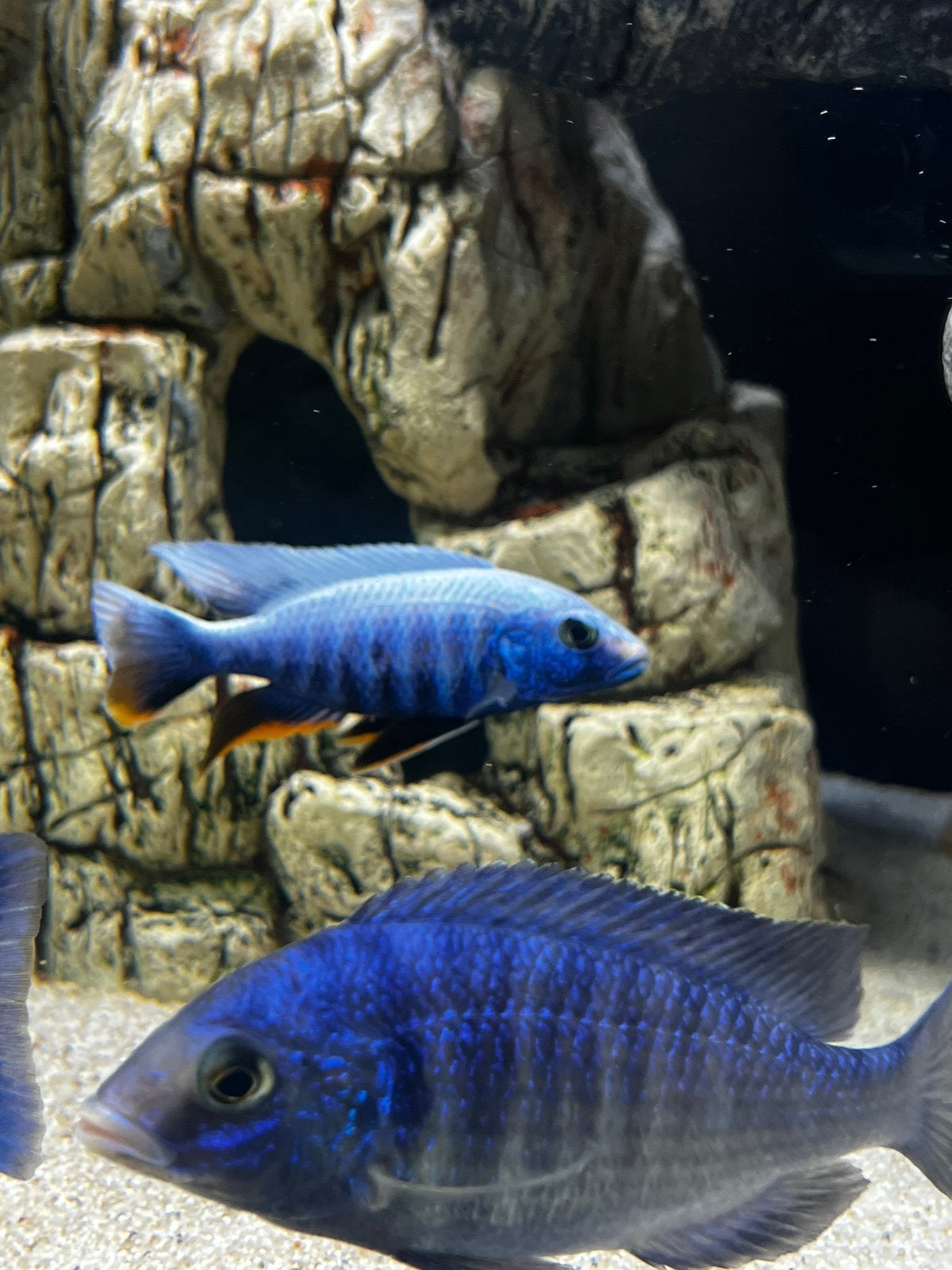 sciaenochromis fryeri iceberg Uniek (malawi), Tickets en Kaartjes, Hotelbonnen, Drie personen of meer, 3 overnachtingen of meer