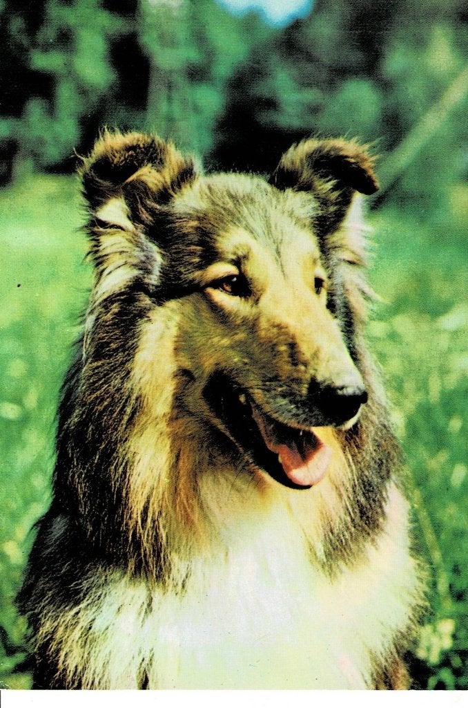 Hond, Ophalen of Verzenden, 1960 tot 1980, Ongelopen, Hond of Kat