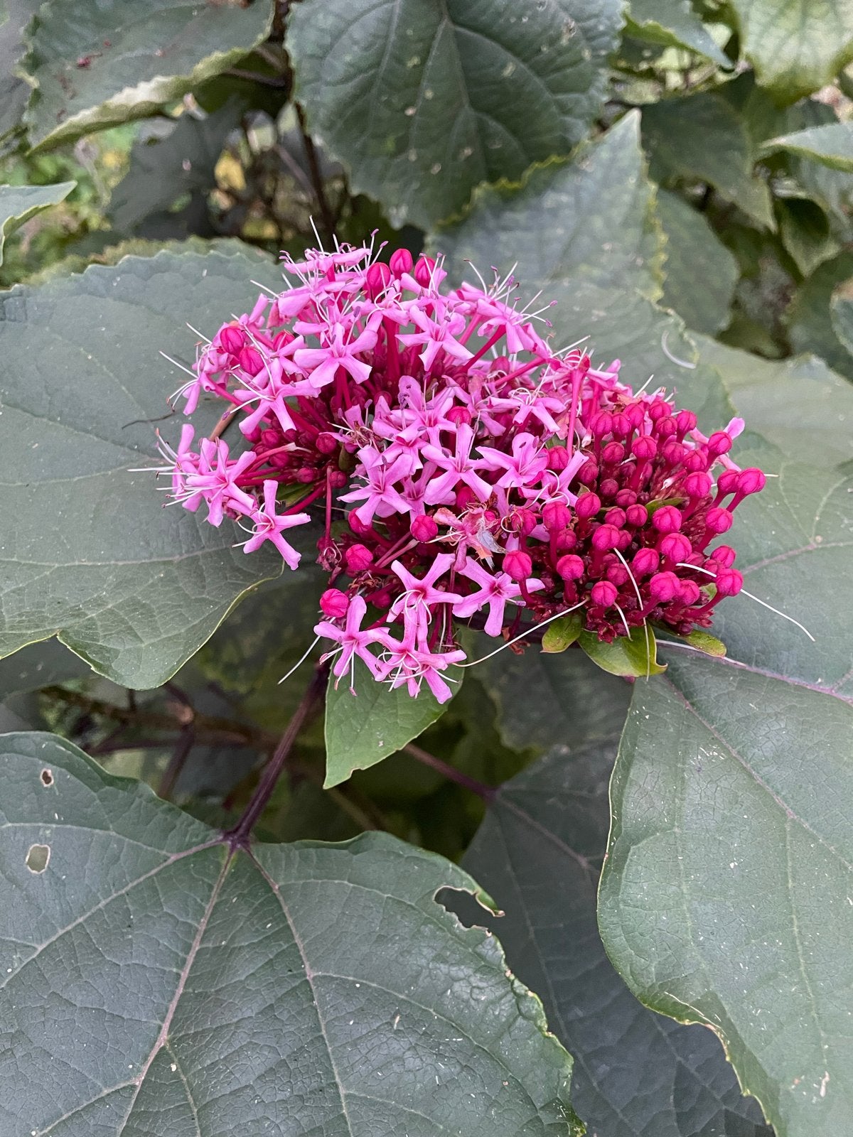 Pindakaasplant (Clerodendrum bungei) - Unieke Geur!, Volle zon, Vaste plant, Zomer, Ophalen
