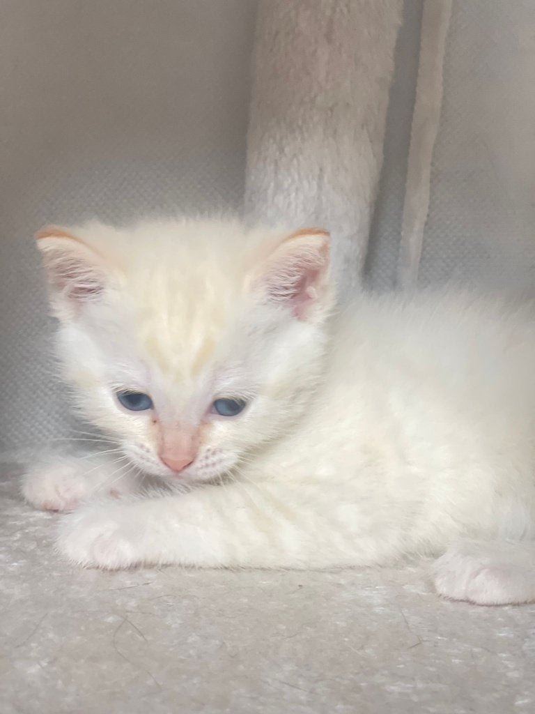 Reservation Beautiful mix Siamese  Ragdoll Kittens, Meerdere dieren, Kortharig, 0 tot 2 jaar