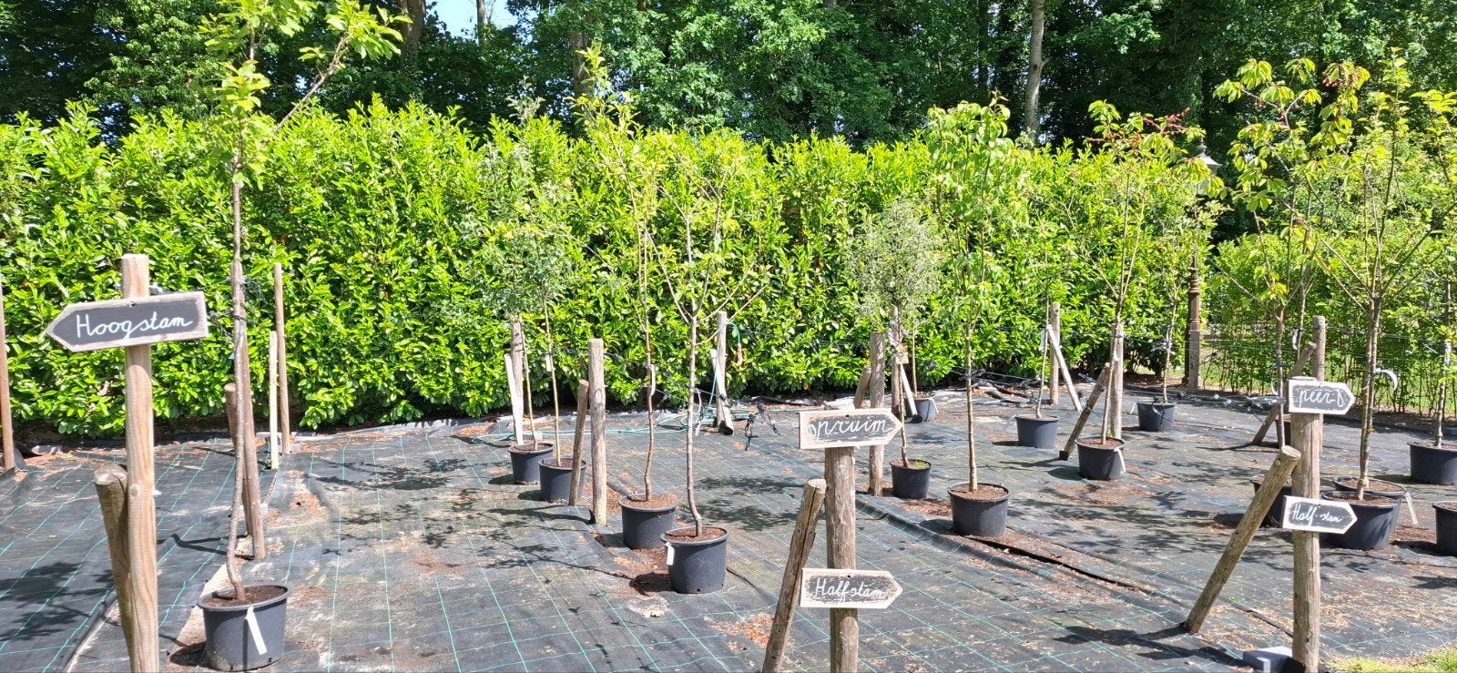 Fruitbomen uit voorraad, Ophalen, Overige soorten, Lente