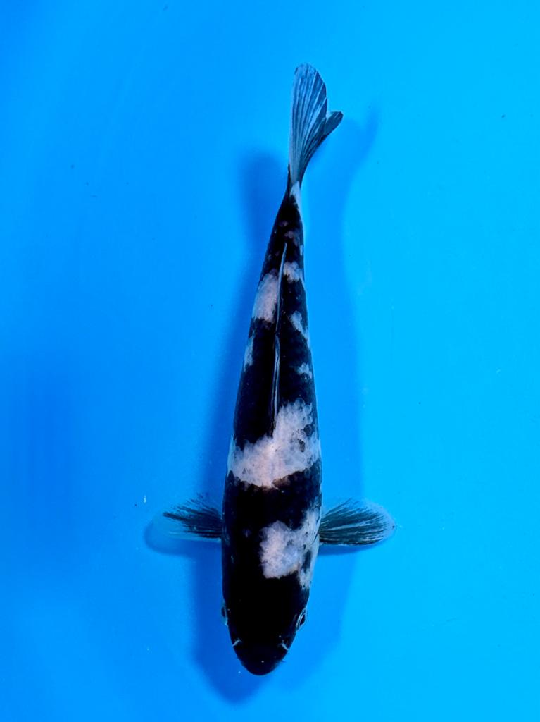Shiro Utsuri 14-18cm Kase Japanse koi, Karper of Koi