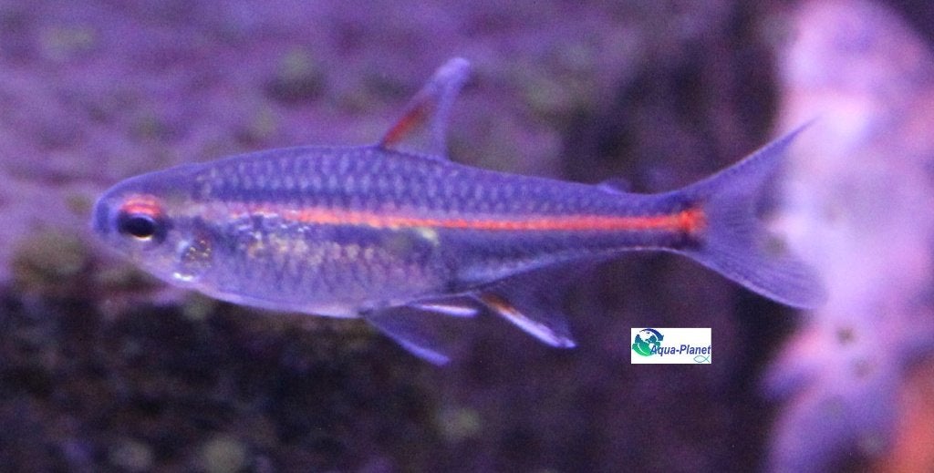 Vuurneon, Dieren en Toebehoren, Vissen | Aquariumvissen, Vis, Zoetwatervis, Schoolvis