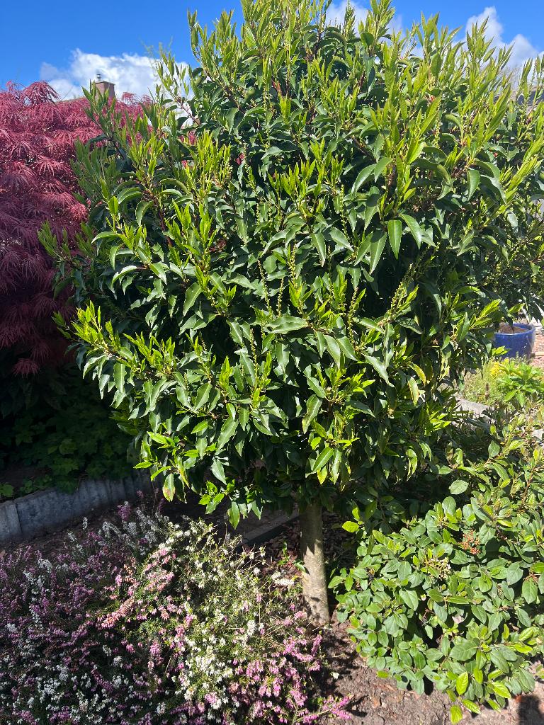 Portugese laurier, Tuin en Terras, Ophalen, Laurier, 100 tot 250 cm