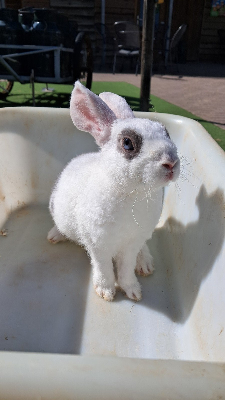 Baby rex konijntje ram geboren 14 juni, Dieren en Toebehoren, Mannelijk, Klein, 0 tot 2 jaar