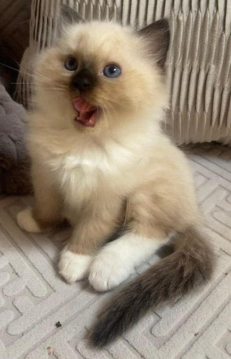 Kittens Ragdoll  katertjes mogen geplaatst, Kater, Ontwormd