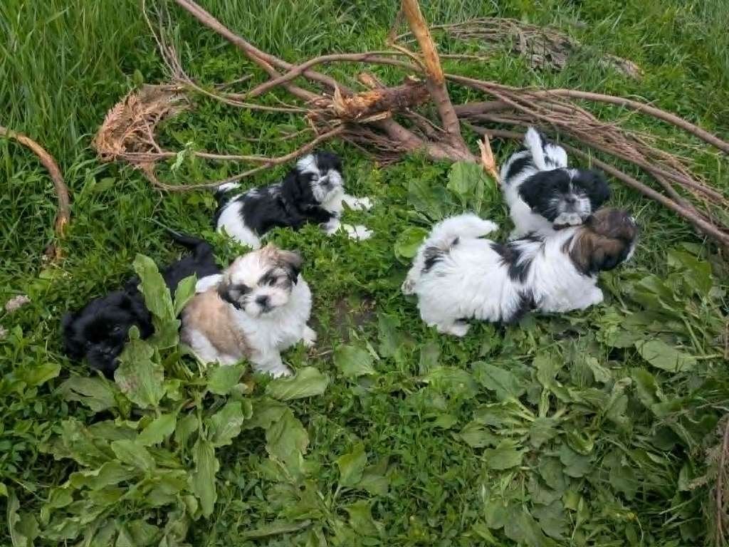 Shih tzu pups, België, Particulier, Parvo, Overige rassen