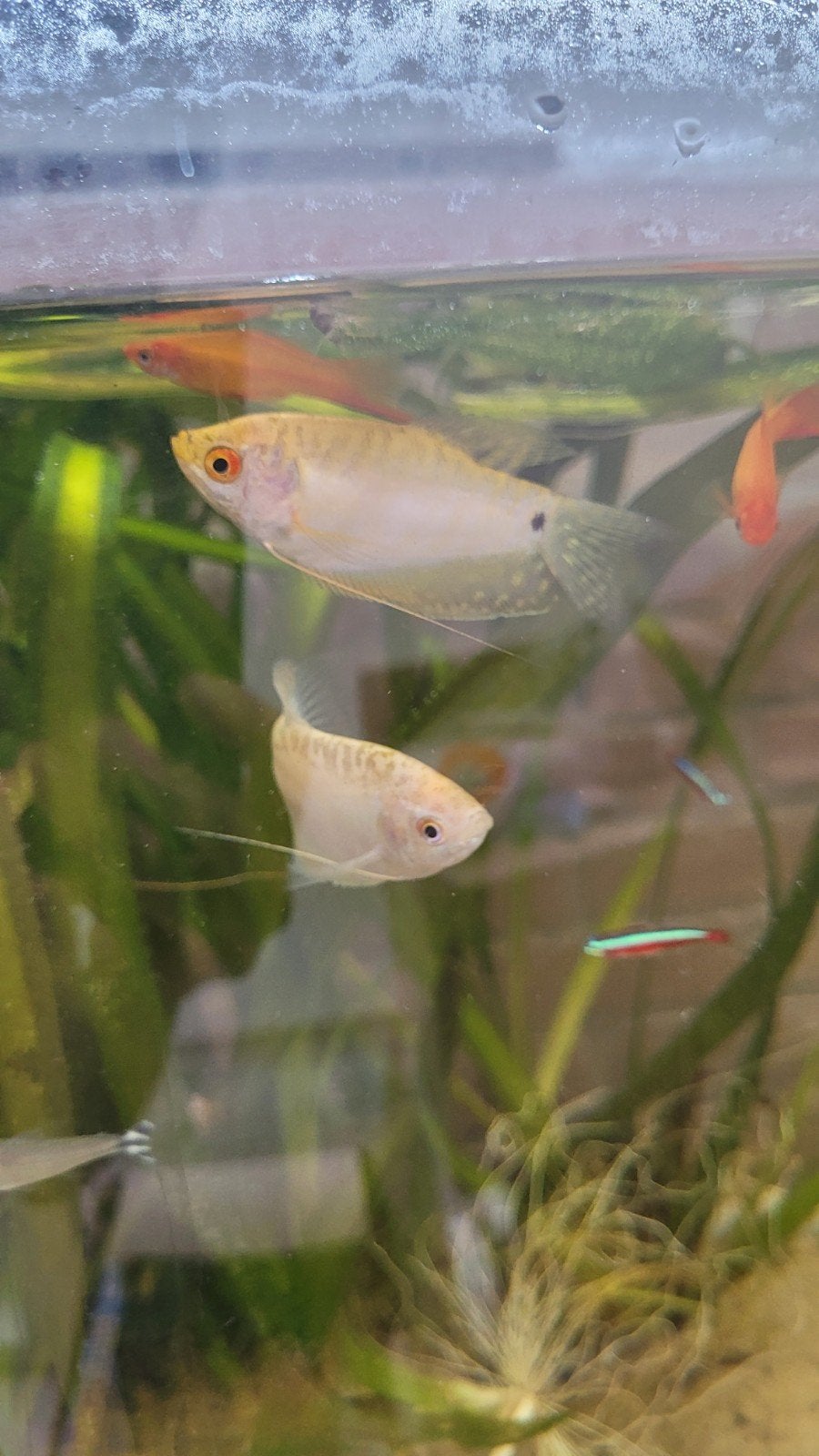 Twee Goudgourami, Dieren en Toebehoren, Vissen | Aquariumvissen, Vis, Zoetwatervis