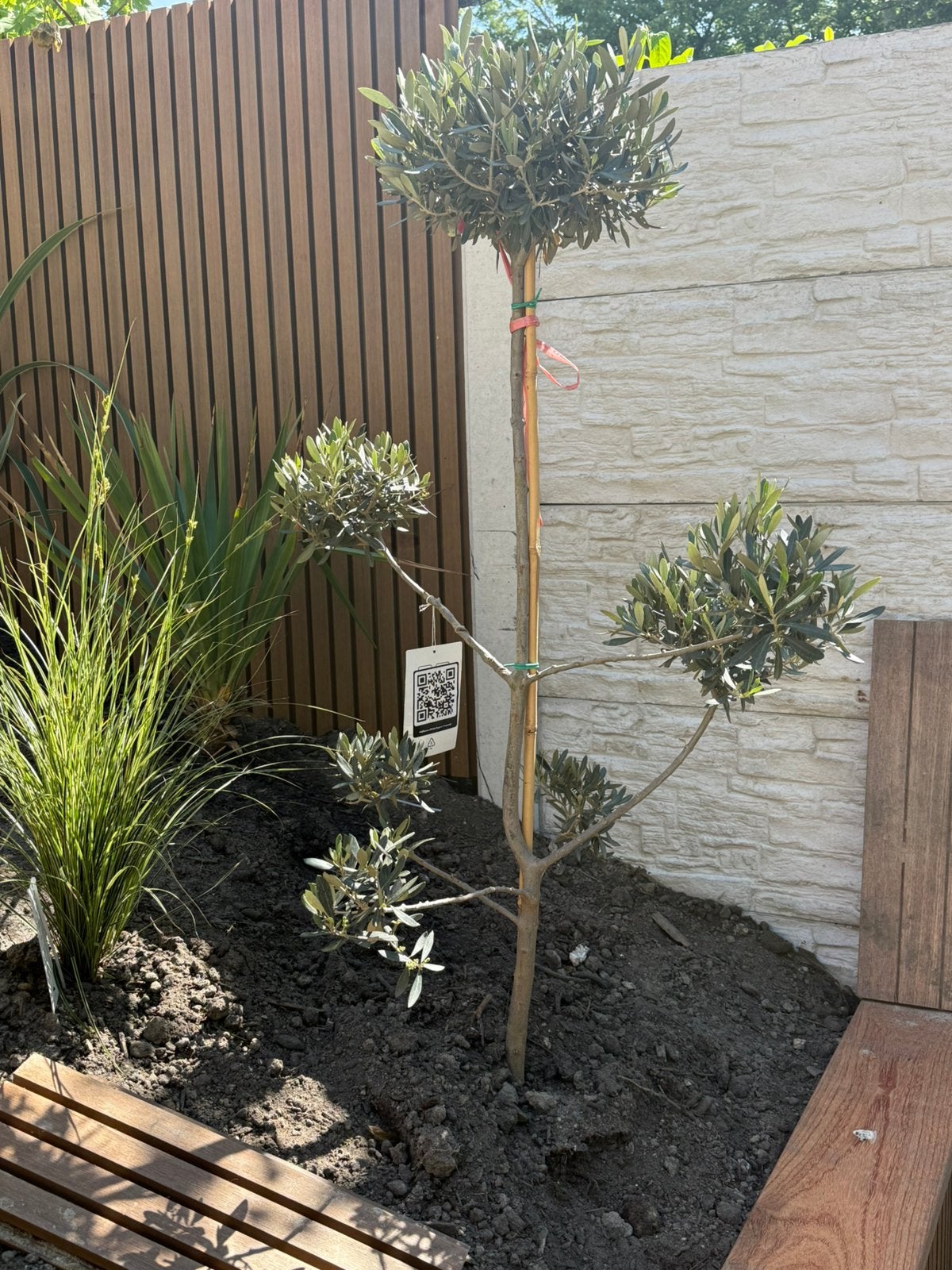 Pon pon olijfbomen OLEA EUROPAEA, Ophalen, Volle zon, Olijfboom, 100 tot 250 cm