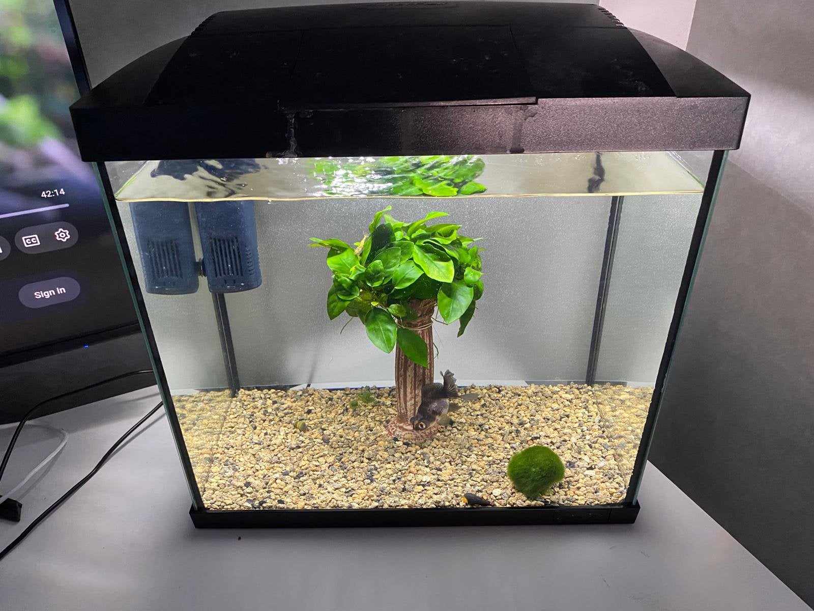 Aquarium klein met goudvis, Ophalen, Inclusief toebehoren, Gebruikt, Overige typen