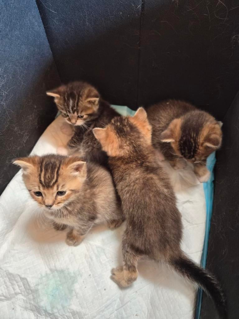 Xbritse golden kittens, Dieren en Toebehoren, Meerdere dieren, Ontwormd