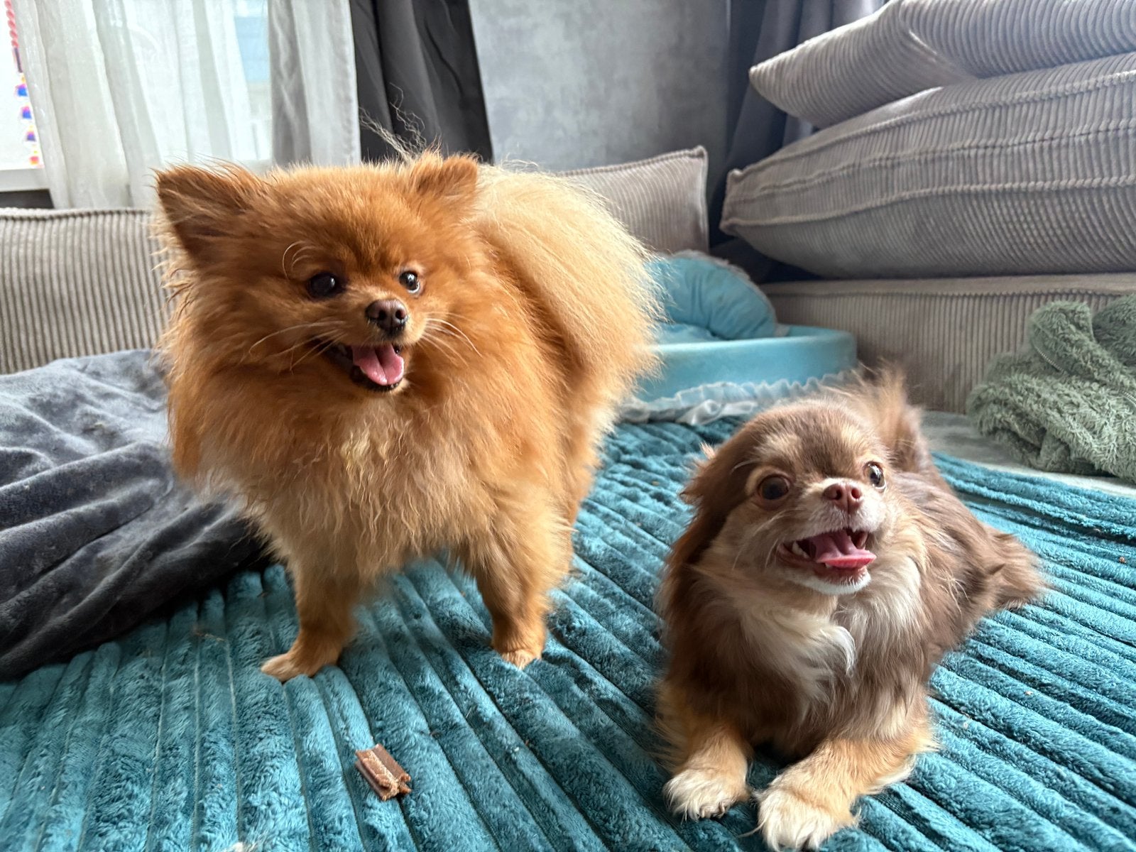 Vooraankondiging verwachting pups chihuahua x pomeriaan, Dieren en Toebehoren, Parvo, 8 tot 15 weken, Meerdere, Meerdere dieren
