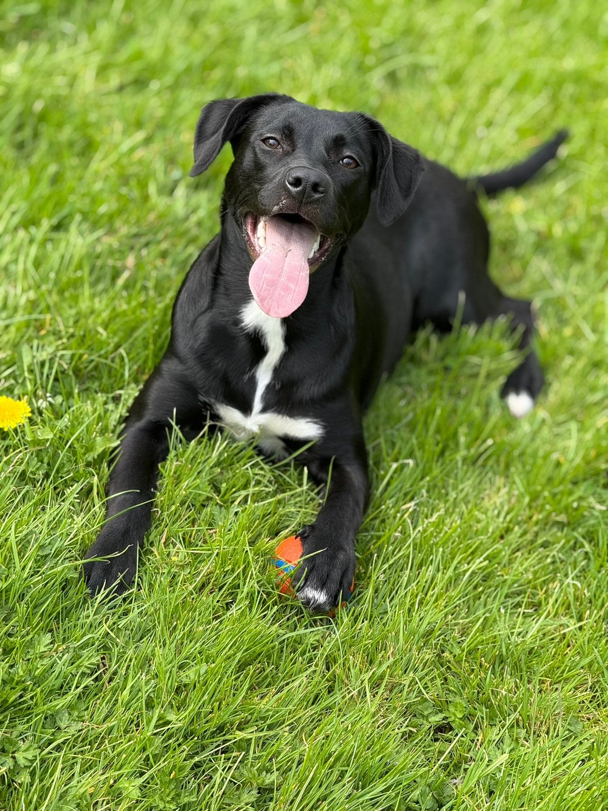Lieve hond opzoek naar een nieuw huisje, 1 tot 2 jaar, Teef, Eén hond, Middel