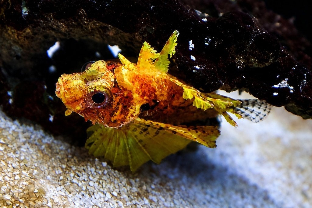 Dendrochirus brachypterus Geel (Yellow Dwarf Lionfish), Dieren en Toebehoren, Vis, Zoetwatervis