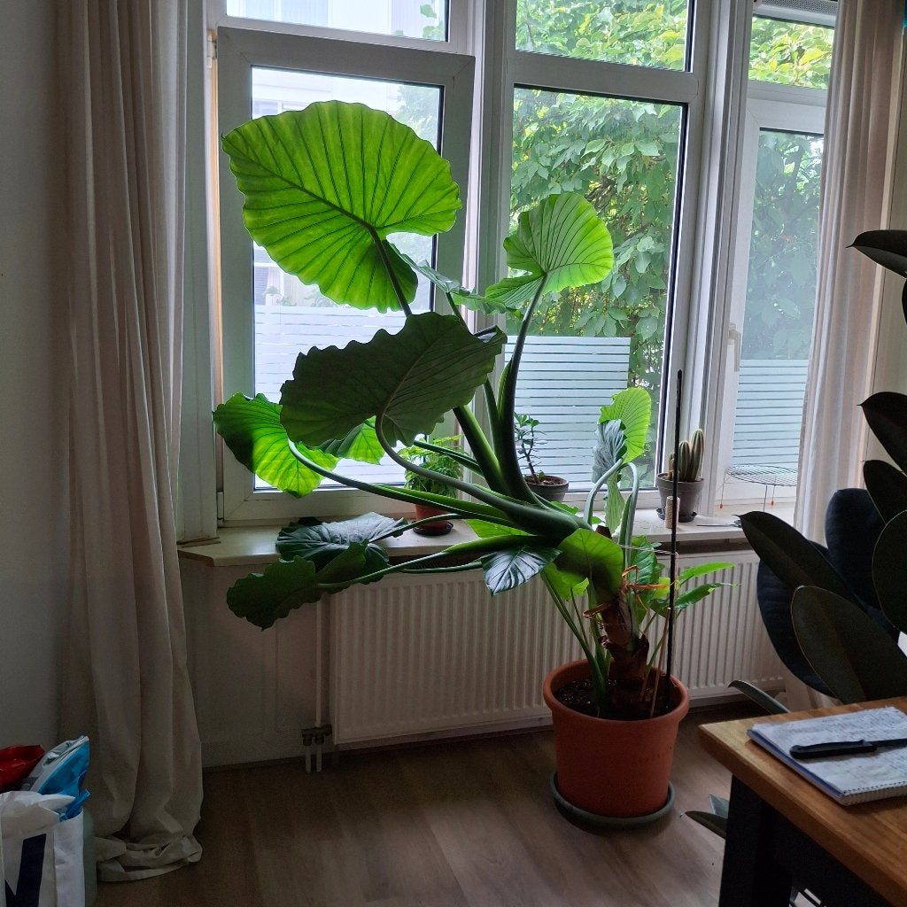 Large Alocasia plant, Ophalen, Overige soorten, Halfschaduw, In pot