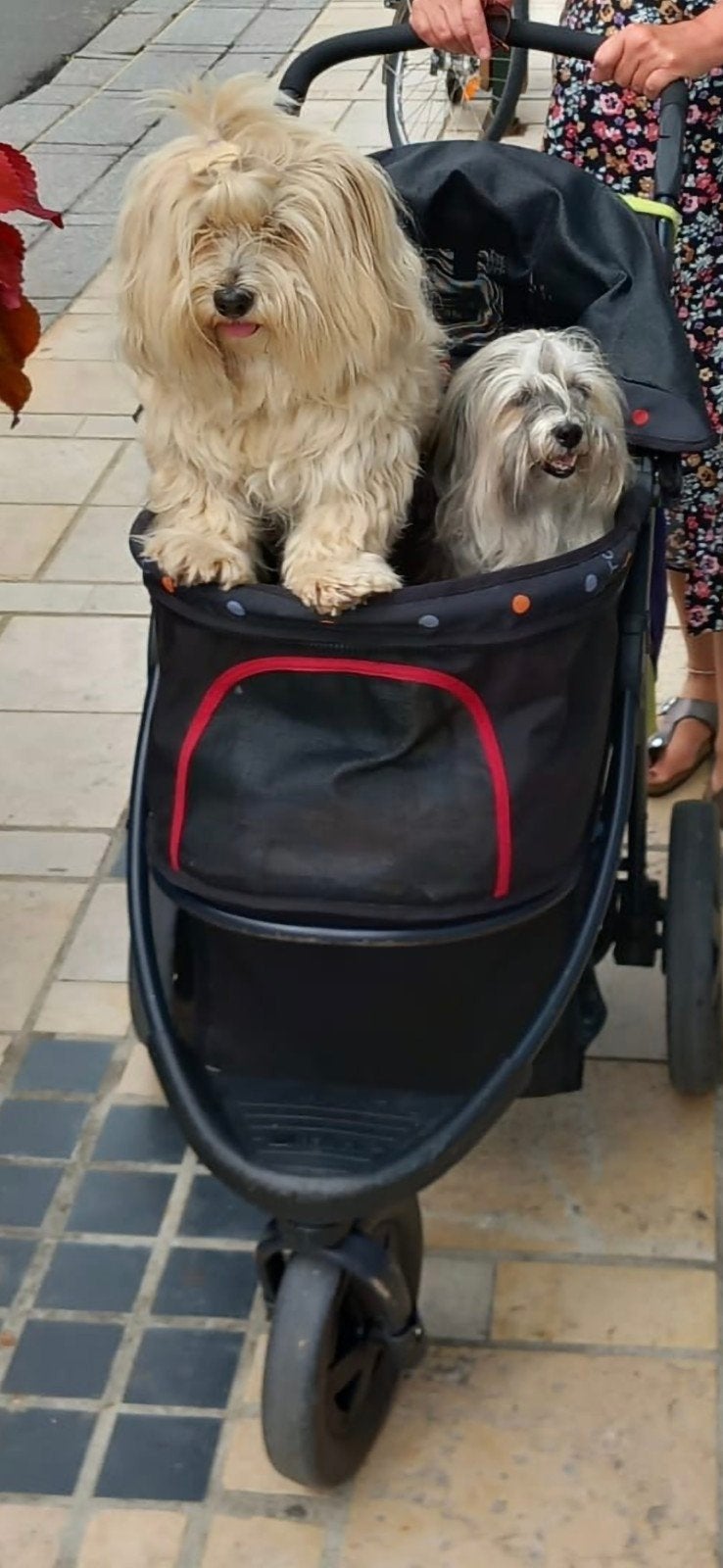 Hondenbuggy voor 2 hondjes, Ophalen, Gebruikt