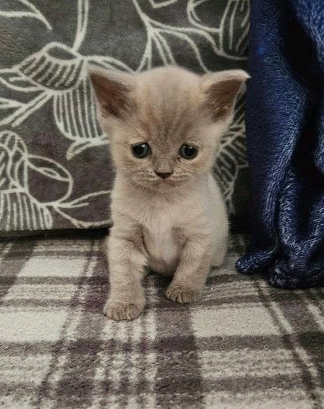 britse korthaar poesje, Dieren en Toebehoren, Poes, Gechipt, 0 tot 2 jaar