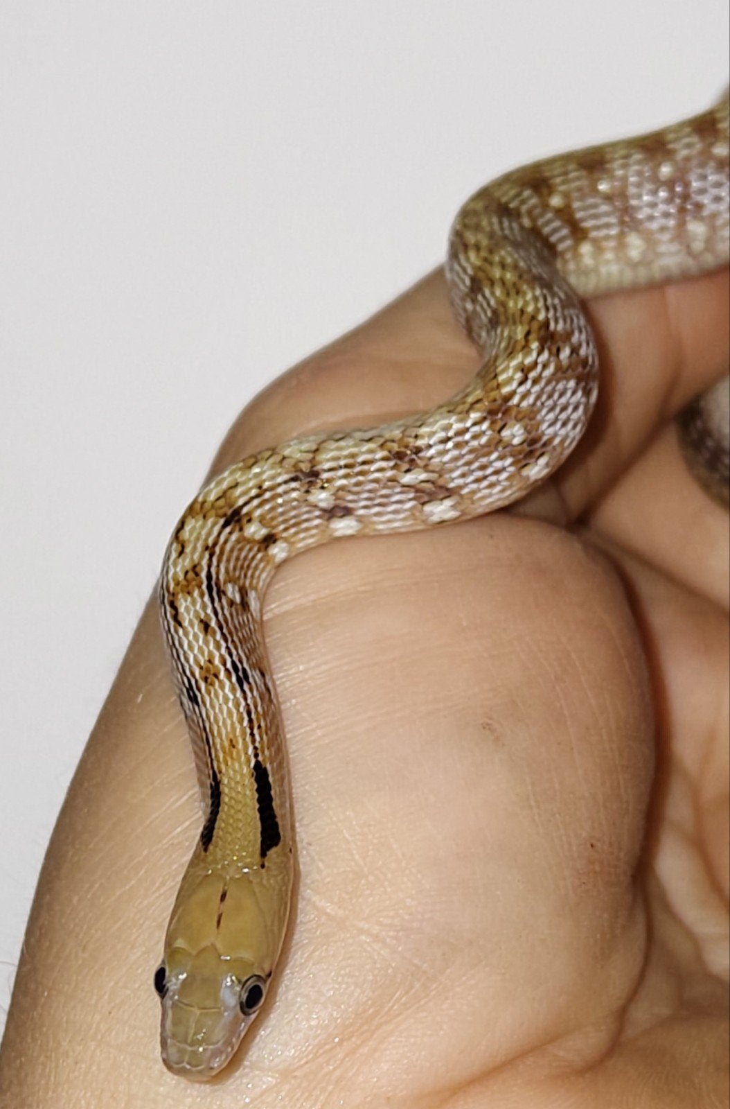 Coelognathus helena CB2026, Dieren en Toebehoren, Slang, 0 tot 2 jaar