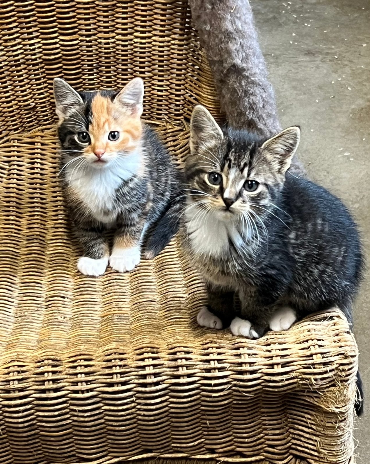 Zeer mooie aanhankelijke kittens tijger driekleur cyperse, Dieren en Toebehoren, Meerdere dieren, Kortharig, 0 tot 2 jaar