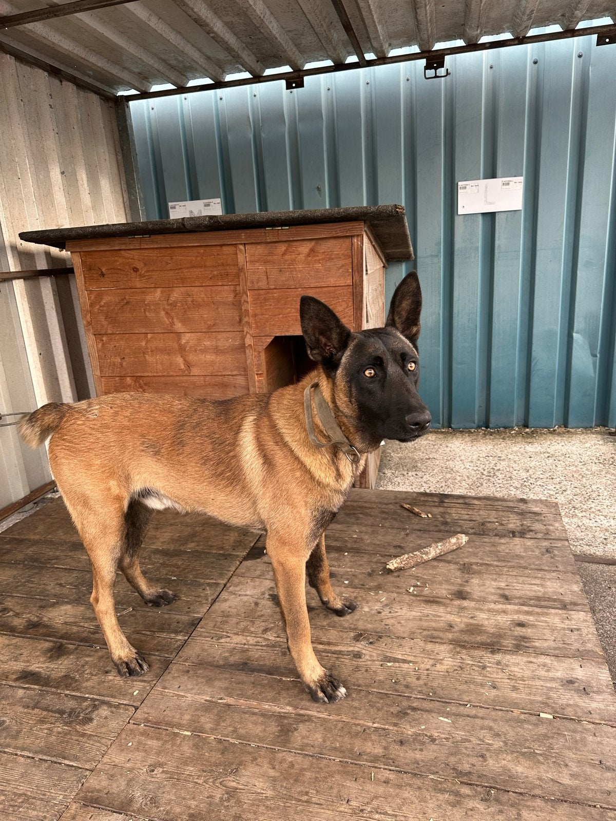 Mechelse herder – waakse en trouwe hond zoekt ervaren baasje, Dieren en Toebehoren, Honden | Herdershonden en Veedrijvers, HCC (leverziekte)