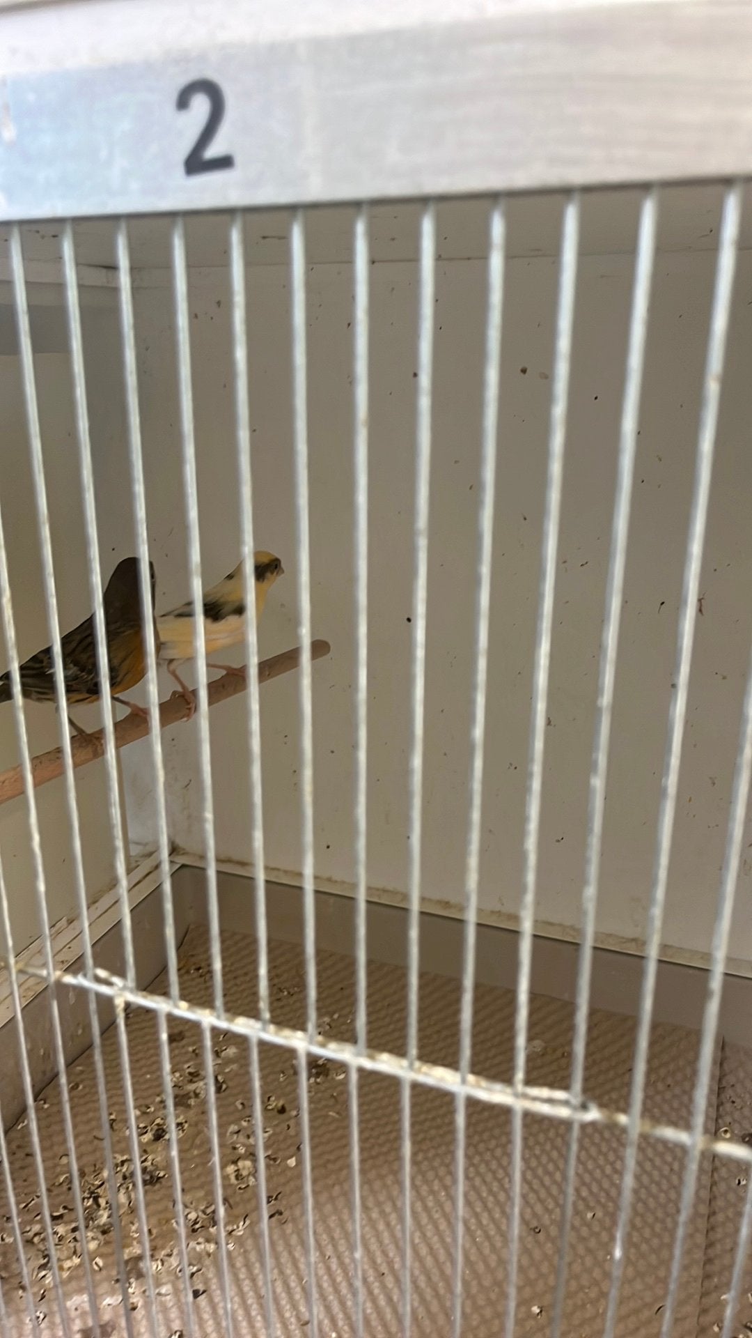 2 jonge harlekeinen, Meerdere dieren, Kleurkanarie