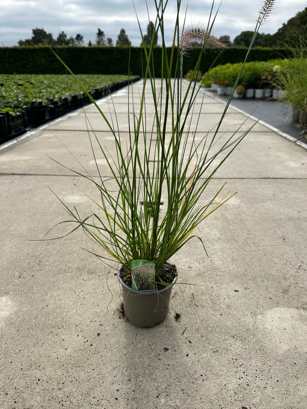 Pennisetum Hameln - Lampenpoetsersgras P13, Tuin en Terras, Volle zon, Vaste plant, Siergrassen, Ophalen of Verzenden