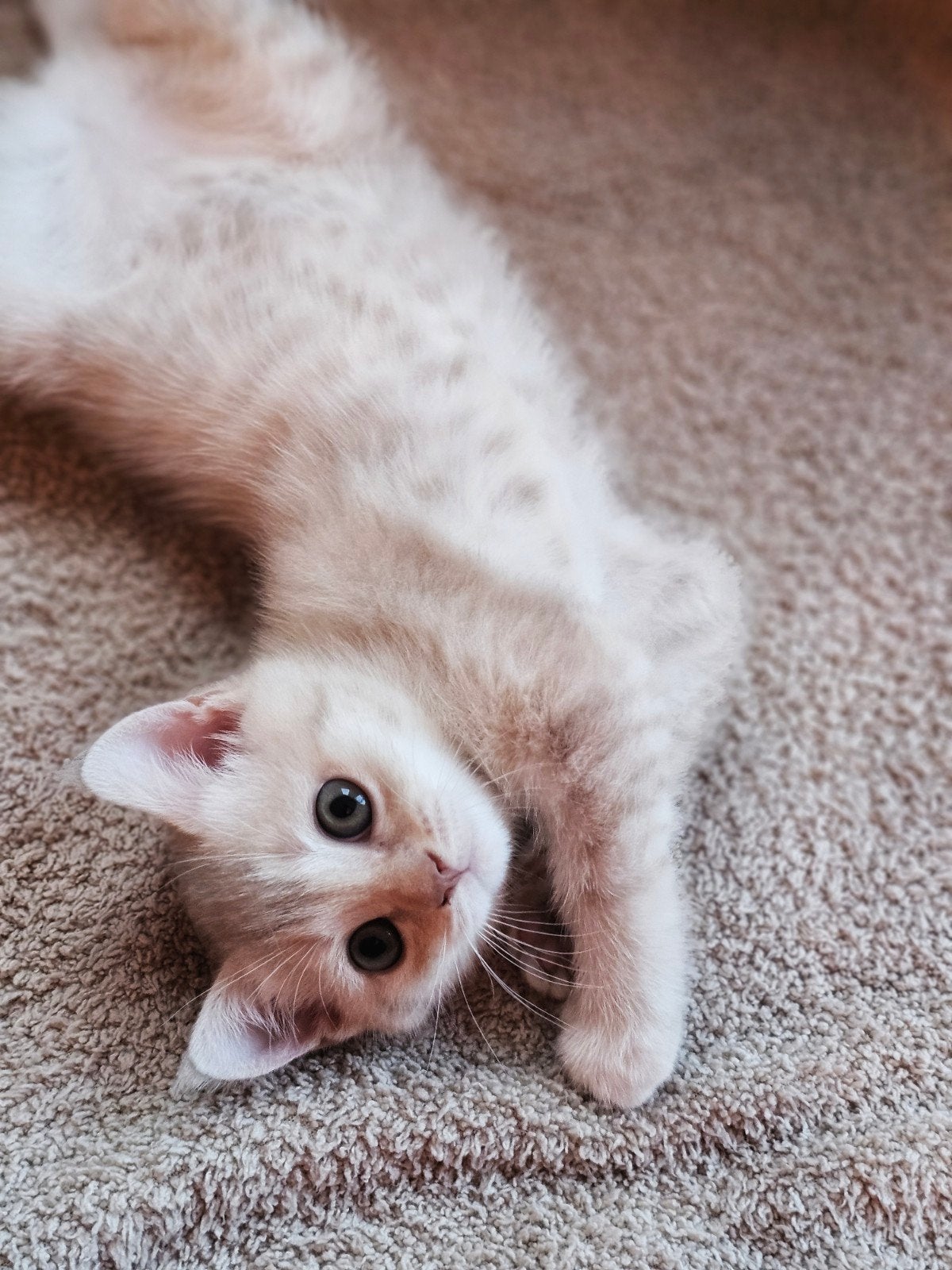 Britse korthaar kitten, Poes, Gechipt