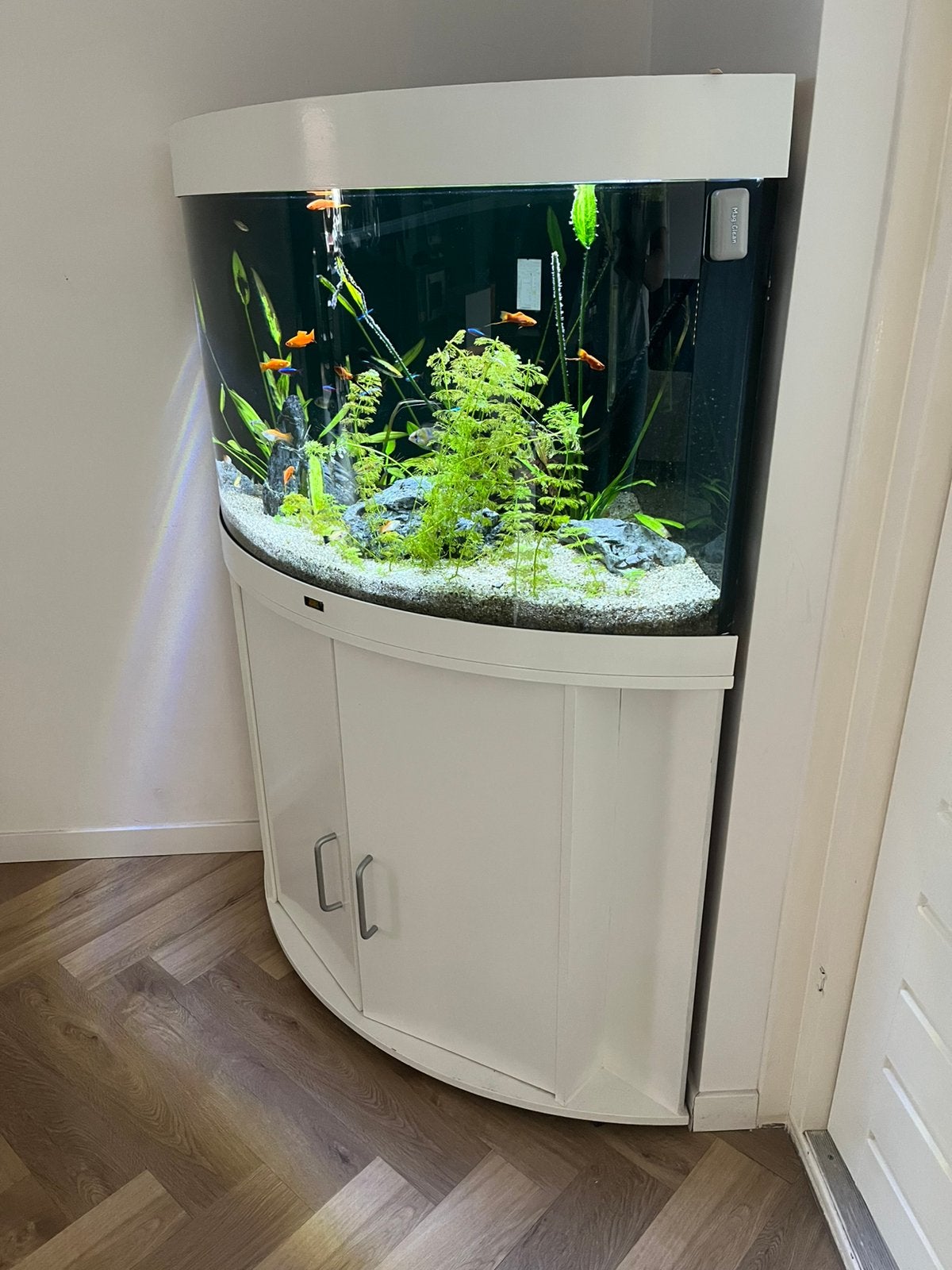 Zsm ophalen compleet hoek aquarium Juwel 190 trigon, Ophalen, Inclusief vissen, Juwel, Gevuld zoetwateraquarium