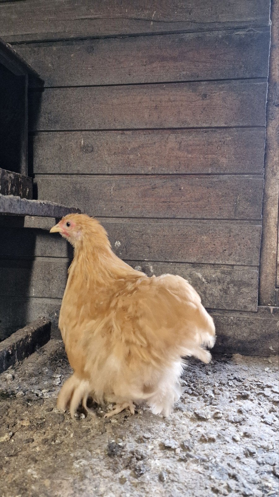 Cochin kriel buff 2026, Dieren en Toebehoren, Meerdere dieren, Kip