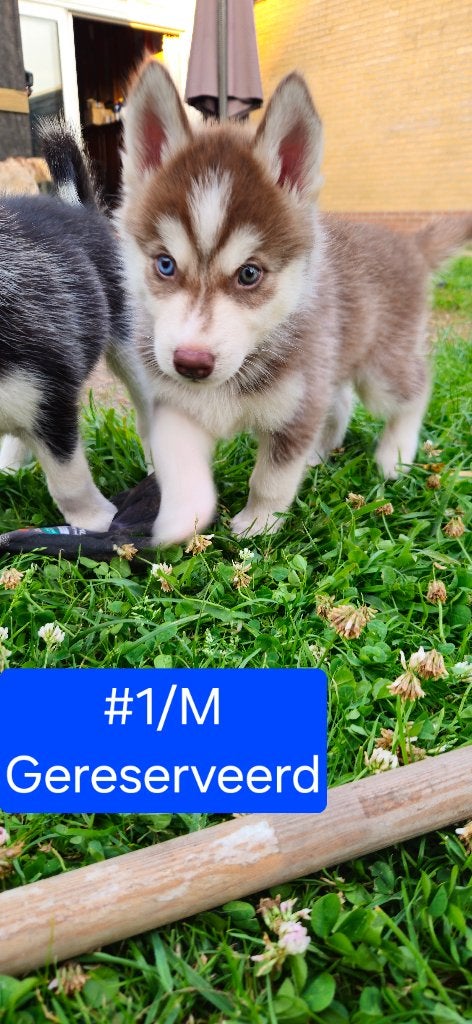 Prachtige Siberische Husky-puppy's, 8 tot 15 weken, Poolhond, Meerdere, Meerdere dieren