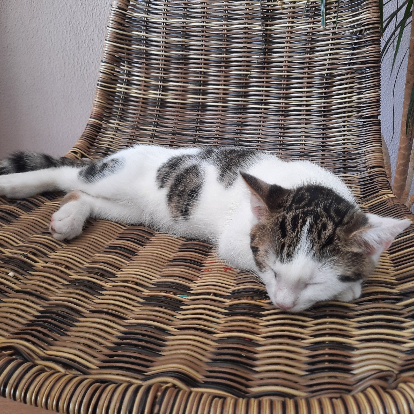 kitten (kater), Dieren en Toebehoren, Katten en Kittens | Overige Katten, Kater, Langharig, 0 tot 2 jaar