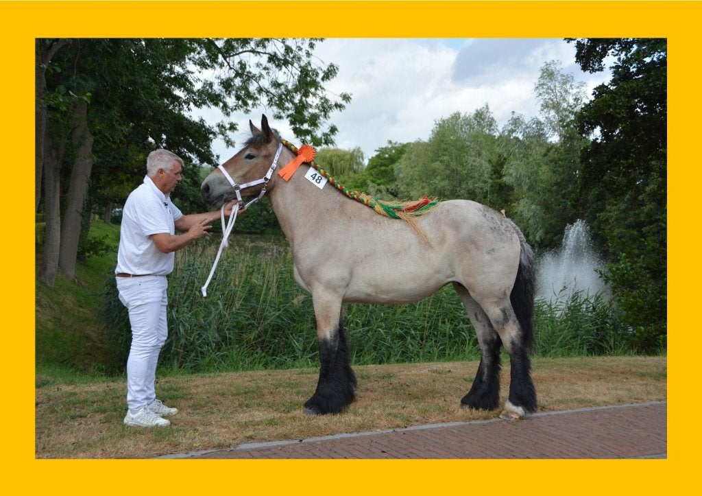 Zeer gemak trekpaard merrie van 1 jaar aangeboden,, Dieren en Toebehoren, Paarden, Merrie, Met stamboom, Niet van toepassing, 0 tot 2 jaar