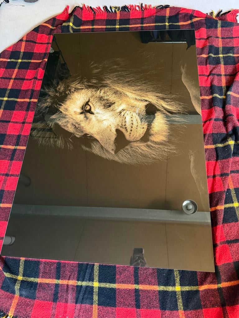 Leeuwenprint op plexiglas - Wanddecoratie, Ophalen, Zo goed als nieuw, 50 tot 75 cm, Print