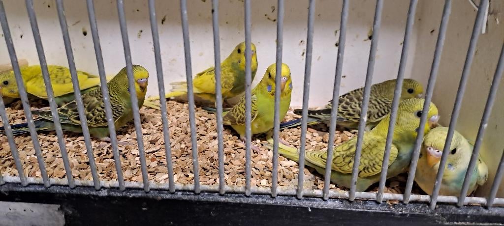Jonge grasparkietjes voor tam te maken, Meerdere dieren, Parkiet, Tam