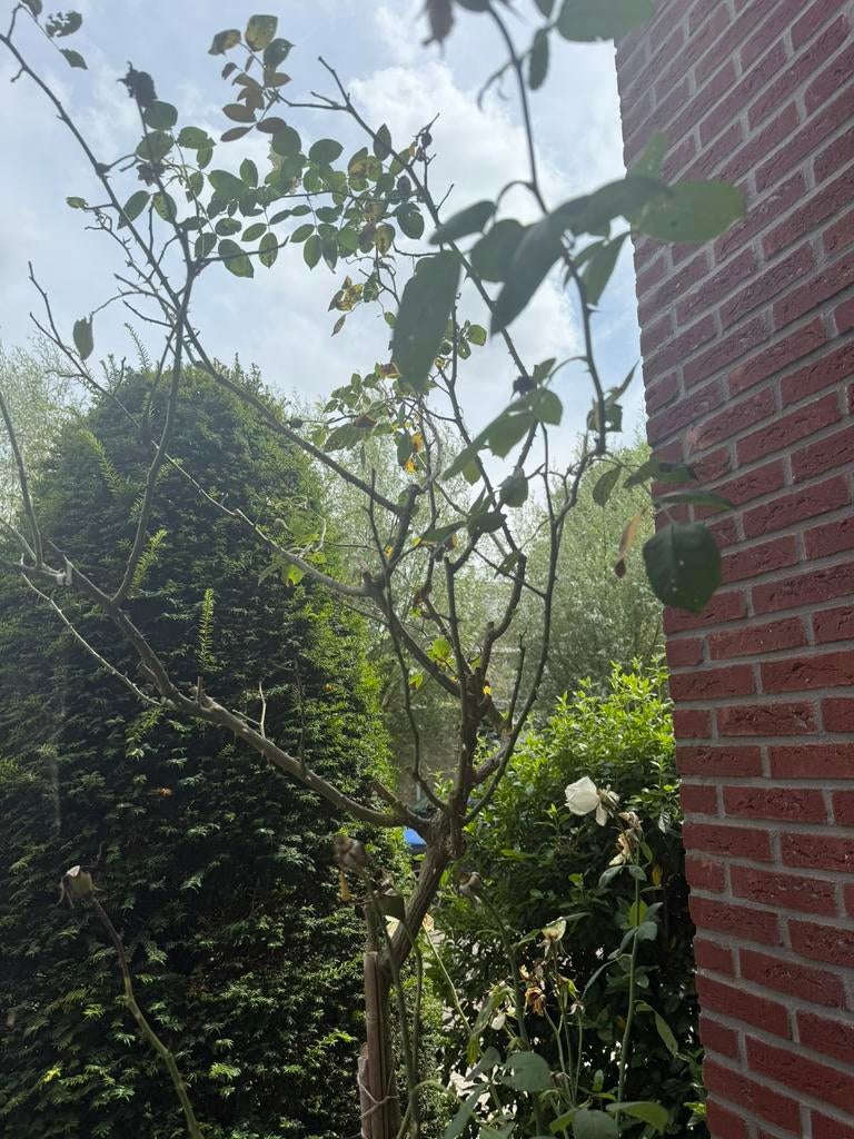 Grote rozen struik zelf er uithalen, Ophalen, Volle zon, Overige soorten