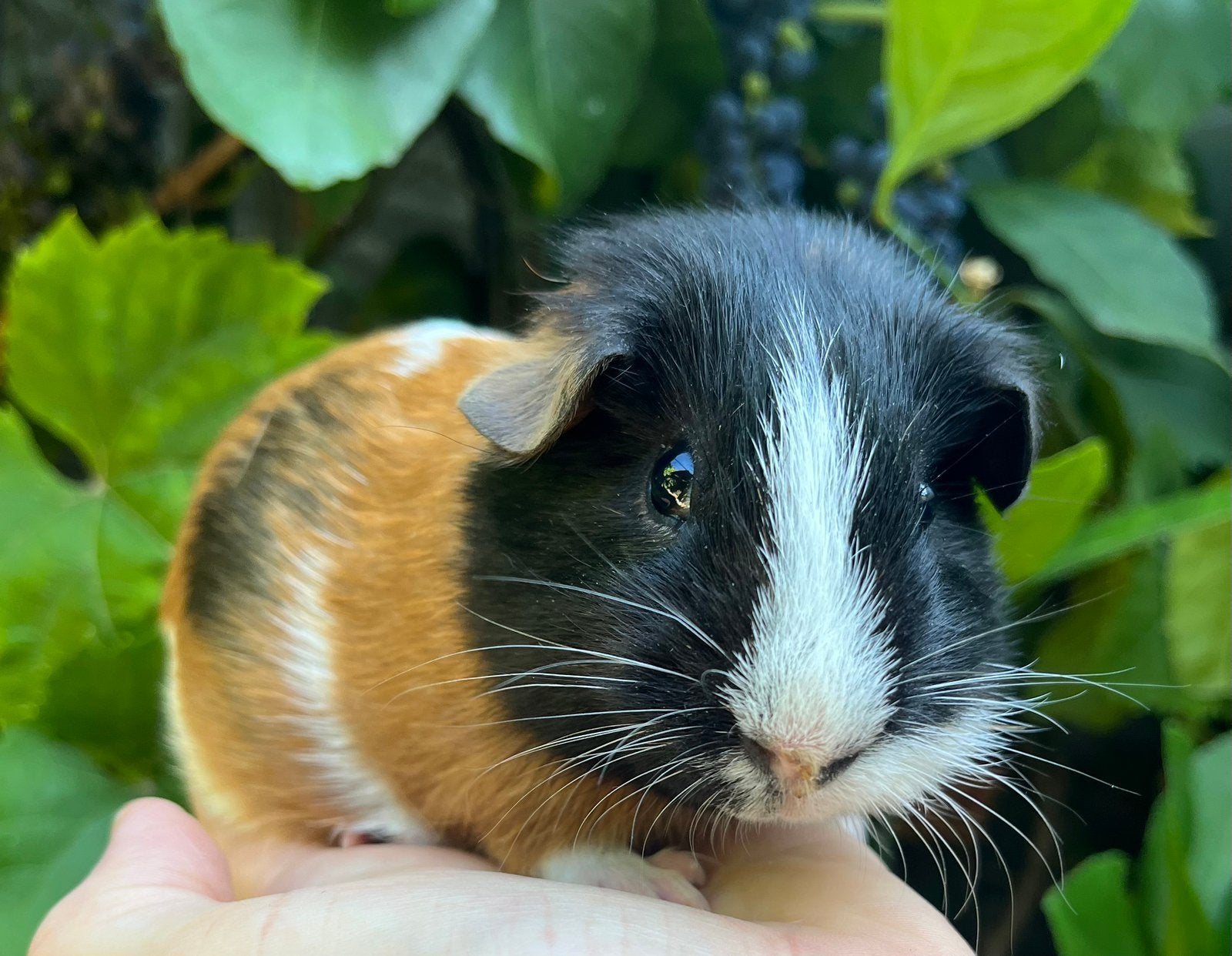 Leuk gladharig driekleur cavia beertje, Juni, Mannelijk, Cavia