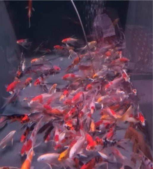 Import HQ Vlinderkoi mix ca 12/ 14 cm - Koidreams Valburg, Karper of Koi
