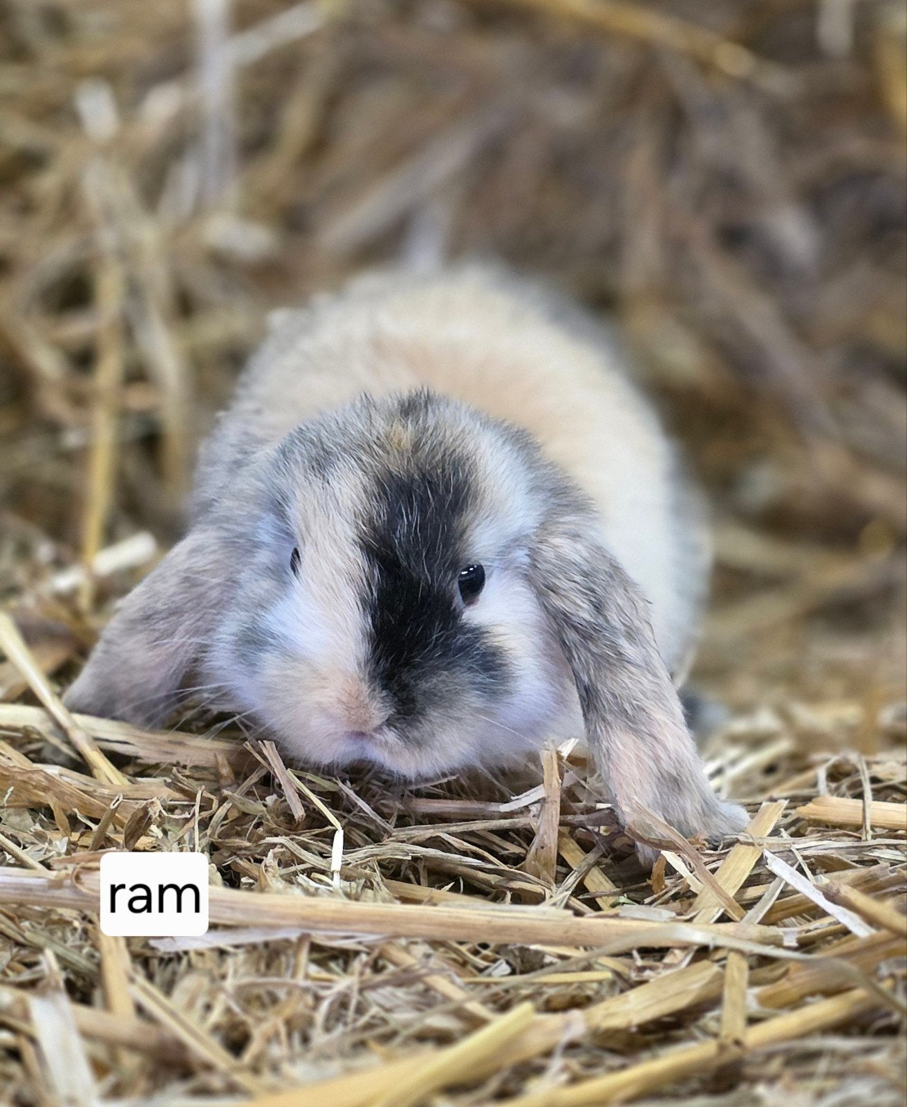 Hangoortjes, Meerdere dieren, Dwerg