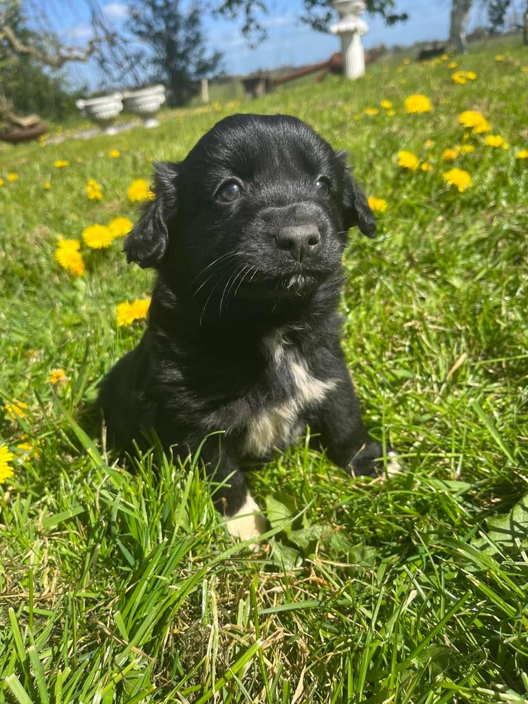 Prachtige Markiesje/Kooikerhondje pups!, Nederland, Parvo, Overige rassen, 8 tot 15 weken