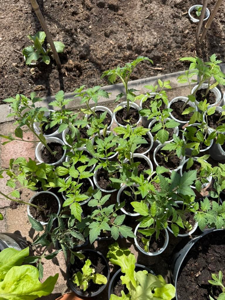 Tomaten planten en peper planten, Tuin en Terras, Planten | Tuinplanten, Ophalen of Verzenden