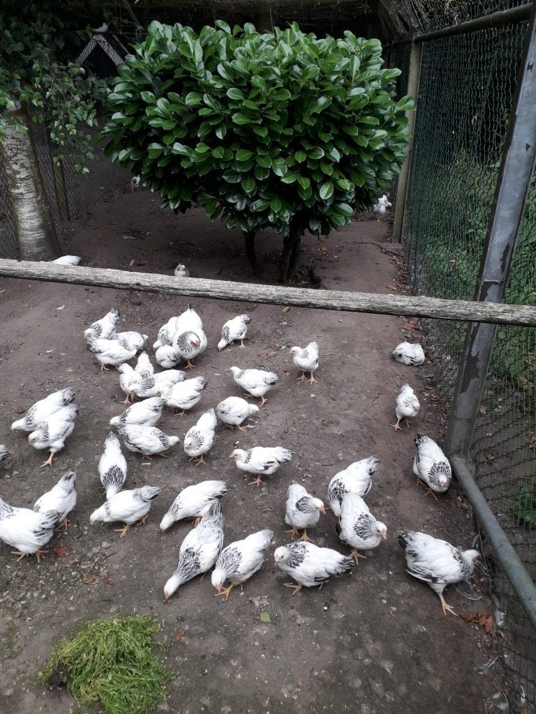 Te koop jong wyandotte krielen, Meerdere dieren, Kip