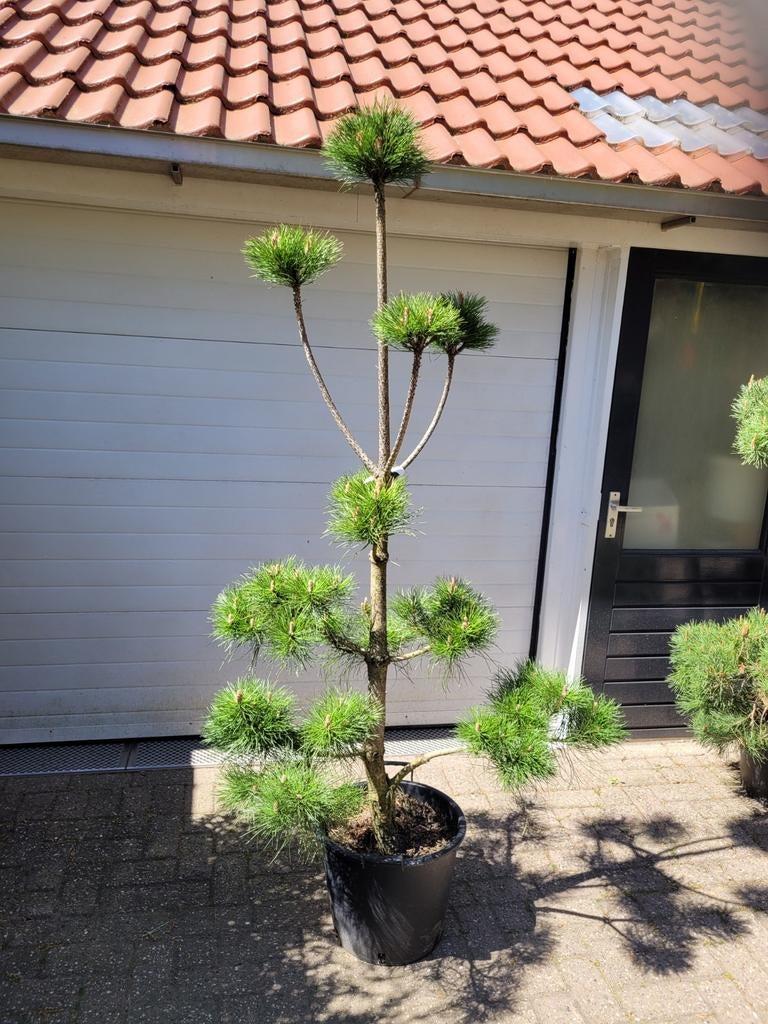 Pinus Nigra Pon Pon - 180cm hoog, Ophalen
