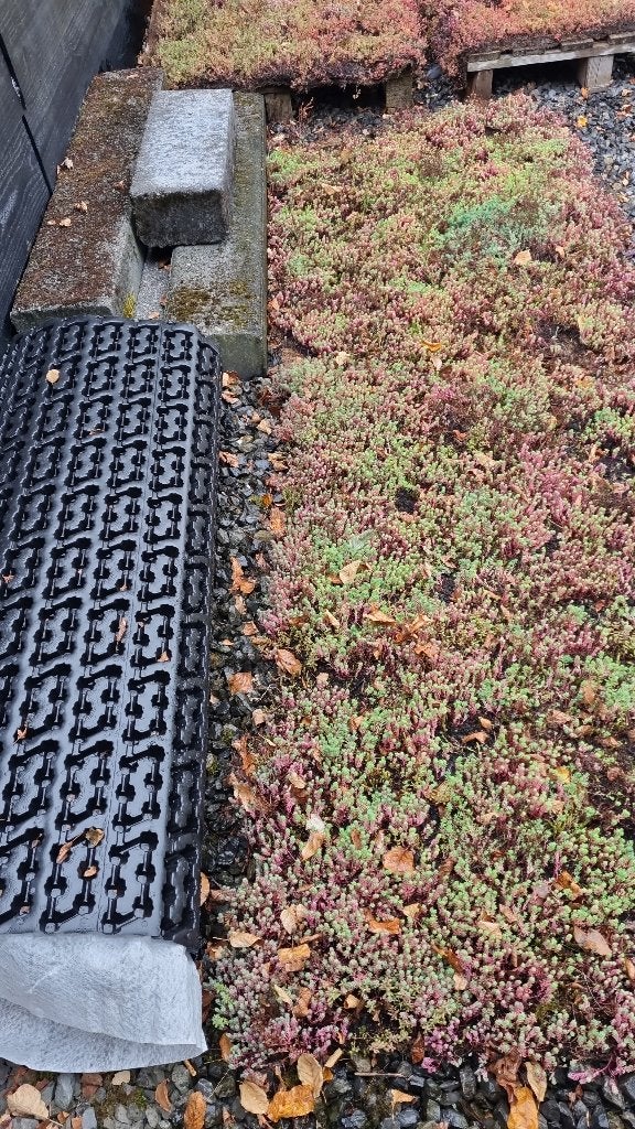 Sedum, Tuin en Terras, Planten | Tuinplanten, Ophalen, Vaste plant, Bodembedekkers, Volle zon