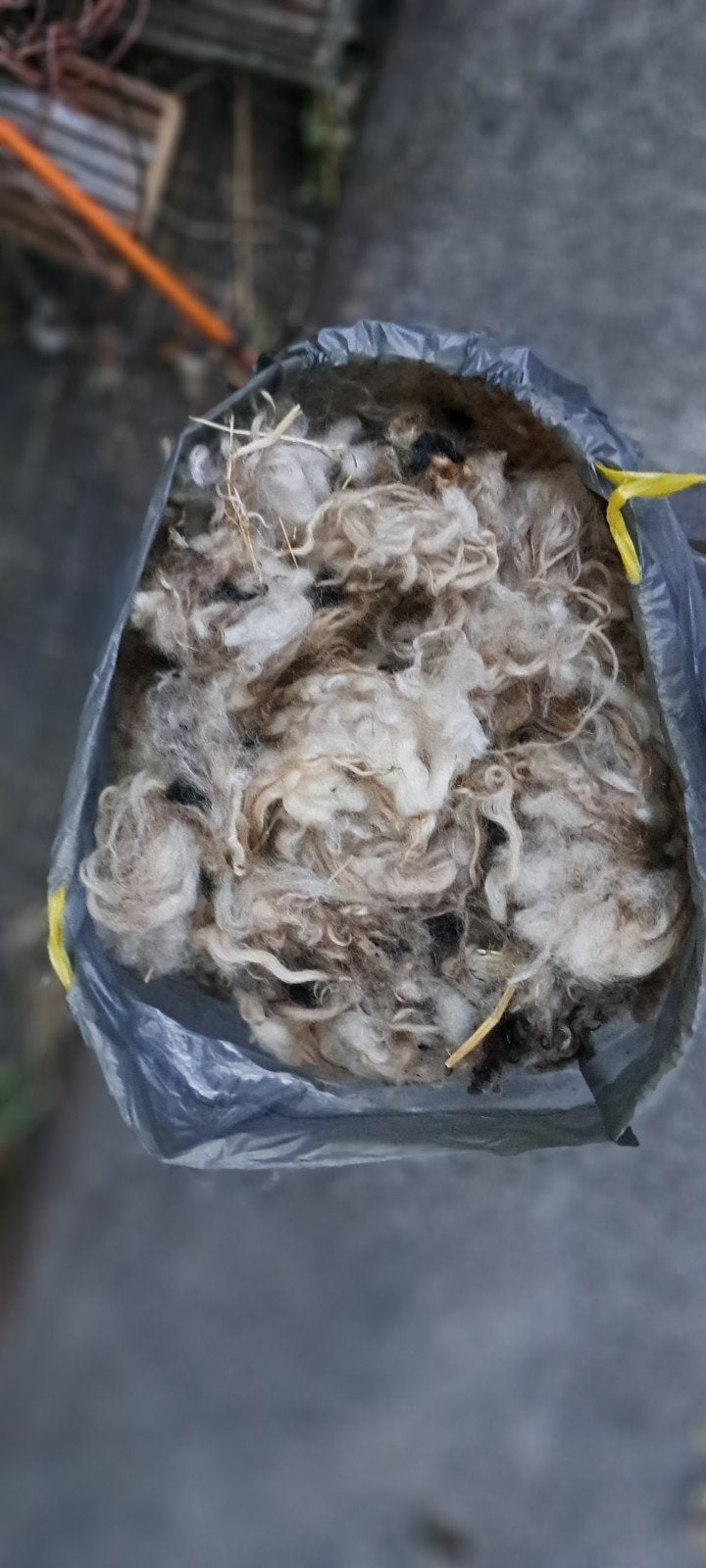 Walliser schwarznase wol, Dieren en Toebehoren, Schapen, Geiten en Varkens, Meerdere dieren, Schaap