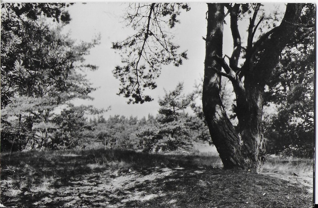 Oldebroek natuurschoon oude gelopen ansichtkaart ( 1800 ), Ophalen of Verzenden, 1960 tot 1980, Gelopen